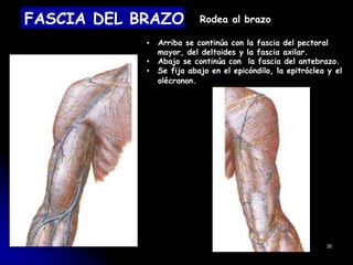 FASCIA DEL BRAZO Rodea al brazo
▪ Arriba se continúa con la fascia del pectoral
mayor, del deltoides y la fascia axilar.
▪ Abajo se continúa con la fascia del antebrazo.
▪ Se fija abajo en el epicóndilo, la epitróclea y el
olécranon.
35
 