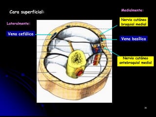 Cara superficial:
Lateralmente:
Vena cefálica
Medialmente:
Nervio cutáneo
braquial medial
Vena basílica
Nervio cutáneo
antebraquial medial
36
 