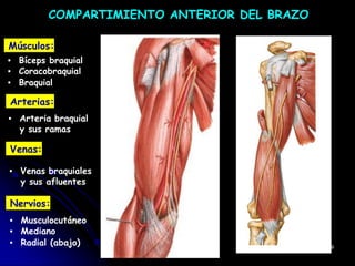 COMPARTIMIENTO ANTERIOR DEL BRAZO
Músculos:
▪ Bíceps braquial
▪ Coracobraquial
▪ Braquial
Arterias:
▪ Arteria braquial
y sus ramas
Venas:
▪ Venas braquiales
y sus afluentes
Nervios:
▪ Musculocutáneo
▪ Mediano
▪ Radial (abajo) 39
 