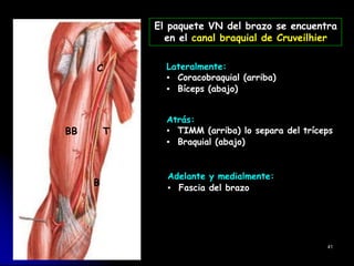 Lateralmente:
▪ Coracobraquial (arriba)
▪ Bíceps (abajo)
Atrás:
▪ TIMM (arriba) lo separa del tríceps
▪ Braquial (abajo)
Adelante y medialmente:
▪ Fascia del brazo
41
El paquete VN del brazo se encuentra
en el canal braquial de Cruveilhier
C
BB T
B
 