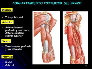 Músculo:
COMPARTIMIENTO POSTERIOR DEL BRAZO
▪ Tríceps braquial
Arterias:
▪ Arteria braquial
profunda y sus ramas
▪ Arteria colateral
cubital superior
Venas:
▪ Vena braquial profunda
y sus afluentes
Nervios:
▪ Radial
▪ Cubital 42
 