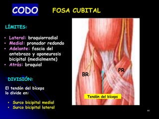CODO FOSA CUBITAL
LÍMITES:
▪ Lateral: braquiorradial
▪ Medial: pronador redondo
▪ Adelante: fascia del
antebrazo y aponeurosis
bicipital (medialmente)
▪ Atrás: braquial
DIVISIÓN:
El tendón del bíceps
lo divide en:
▪ Surco bicipital medial
▪ Surco bicipital lateral
44
BR
PR
Tendón del bíceps
 