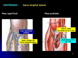 CONTENIDO: Surco bicipital lateral
Plano superficial: Plano profundo:
46
Ramo cutáneo del
nervio musculocutáneo
Vena intermedia
cefálica
Anastomosis entre
CR y RR
Nervio radial
(se divide en sus 2 RT)
 