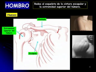 HOMBRO
Huesos:
Clavícula
Escápula
4
Rodea al esqueleto de la cintura escapular y
la extremidad superior del húmero.
Extremidad
superior del
húmero
 