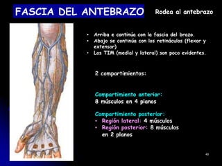 FASCIA DEL ANTEBRAZO Rodea al antebrazo
▪ Arriba e continúa con la fascia del brazo.
▪ Abajo se continúa con los retináculos (flexor y
extensor)
▪ Los TIM (medial y lateral) son poco evidentes.
2 compartimientos:
Compartimiento anterior:
8 músculos en 4 planos
Compartimiento posterior:
▪ Región lateral: 4 músculos
▪ Región posterior: 8 músculos
en 2 planos
49
 