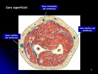 Cara superficial:
Vena intermedia
del antebrazo
R
C
CFC 50
Vena basílica del
antebrazo
Vena cefálica
del antebrazo
 