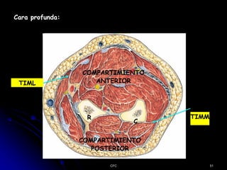 Cara profunda:
TIML
COMPARTIMIENTO
ANTERIOR
R
C
TIMM
COMPARTIMIENTO
POSTERIOR
CFC 51
 