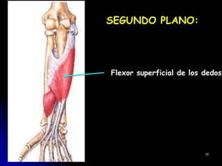 SEGUNDO PLANO:
Flexor superficial de los dedos
55
 