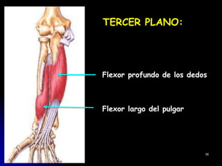 TERCER PLANO:
Flexor profundo de los dedos
Flexor largo del pulgar
56
 