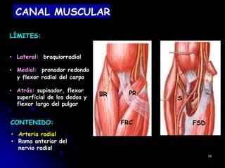 CANAL MUSCULAR
LÍMITES:
▪ Lateral: braquiorradial
▪ Medial: pronador redondo
y flexor radial del carpo
▪ Atrás: supinador, flexor
superficial de los dedos y
flexor largo del pulgar
CONTENIDO:
▪ Arteria radial
▪ Rama anterior del
nervio radial
58
S
FSD
BR PR
FRC
 