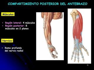 COMPARTIMIENTO POSTERIOR DEL ANTEBRAZO
Músculos:
▪ Región lateral: 4 músculos
▪ Región posterior: 8
músculos en 2 planos
Nervios:
▪ Rama profunda
del nervio radial
60
 