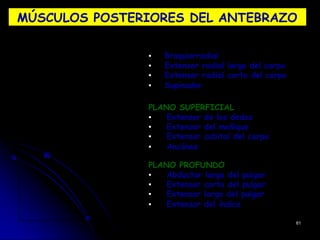 MÚSCULOS POSTERIORES DEL ANTEBRAZO
▪ Braquiorradial
▪ Extensor radial largo del carpo
▪ Extensor radial corto del carpo
▪ Supinador
PLANO SUPERFICIAL
▪ Extensor de los dedos
▪ Extensor del meñique
▪ Extensor cubital del carpo
▪ Ancóneo
PLANO PROFUNDO
▪ Abductor largo del pulgar
▪ Extensor corto del pulgar
▪ Extensor largo del pulgar
▪ Extensor del índice
61
 