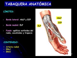 TABAQUERA ANATÓMICA
LÍMITES:
▪ Borde lateral: AbLP y ECP
▪ Borde medial: ELP
▪ Fondo: apófisis estiloides del
radio, escafoides y trapecio
CONTENIDO:
▪ Arteria radial
▪ ERLC
▪ ERCC
65
AbLP
ECP
ELP
 