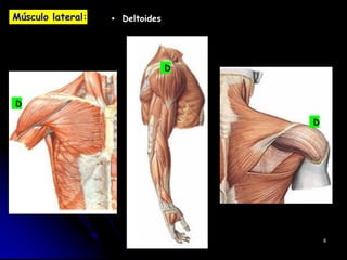 Músculo lateral: ▪ Deltoides
6
D
D
D
 