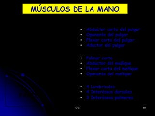 MÚSCULOS DE LA MANO
▪ Abductor corto del pulgar
▪ Oponente del pulgar
▪ Flexor corto del pulgar
▪ Aductor del pulgar
▪ Palmar corto
▪ Abductor del meñique
▪ Flexor corto del meñique
▪ Oponente del meñique
PARTE
▪ 4 Lumbricales
▪ 4 Interóseos dorsales
▪ 3 Interóseos palmares
CFC 69
 