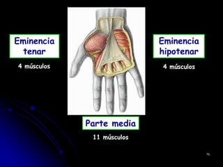 4 músculos 4 músculos
11 músculos
70
Eminencia
tenar
Eminencia
hipotenar
Parte media
 