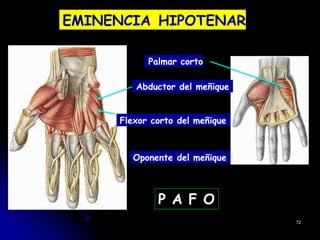 EMINENCIA HIPOTENAR
Palmar corto
Abductor del meñique
Flexor corto del meñique
Oponente del meñique
72
P A F O
 