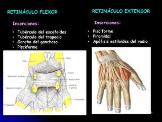 7
RETINÁCULO FLEXOR
Inserciones:
▪ Tubérculo del escafoides
▪ Tubérculo del trapecio
▪ Gancho del ganchoso
▪ Pisciforme
RETINÁCULO EXTENSOR
Inserciones:
▪ Pisciforme
▪ Piramidal
▪ Apófisis estiloides del radio
5
 