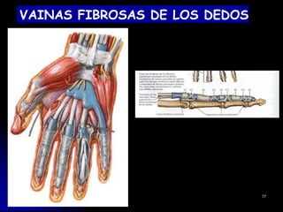 VAINAS FIBROSAS DE LOS DEDOS
77
 