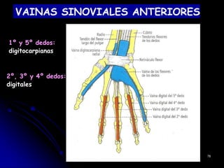 VAINAS SINOVIALES ANTERIORES
1º y 5º dedos:
digitocarpianas
2º, 3º y 4º dedos:
digitales
78
 
