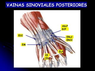 VAINAS SINOVIALES POSTERIORES
ECC
EM
AbLP
ECP
ERLC
ERCC
EI
ED
ELP
 