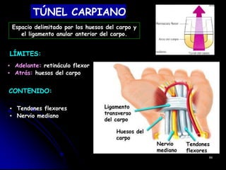 TÚNEL CARPIANO
LÍMITES:
▪ Adelante: retináculo flexor
▪ Atrás: huesos del carpo
CONTENIDO:
▪ Tendones flexores
▪ Nervio mediano
84
Espacio delimitado por los huesos del carpo y
el ligamento anular anterior del carpo.
 