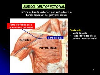SURCO DELTOPECTORAL
Entre el borde anterior del deltoides y el
borde superior del pectoral mayor
Contenido:
▪ Vena cefálica
▪ Rama deltoidea de la
arteria toracoacromial
8
Rama deltoidea de la
arteria toracoacromial
Deltoides
Vena cefálica
Pectoral mayor
 