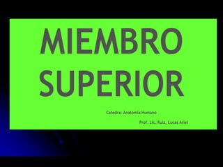 MIEMBRO
SUPERIOR
Catedra: Anatomía Humano
Prof. Lic. Ruiz, Lucas Ariel
 