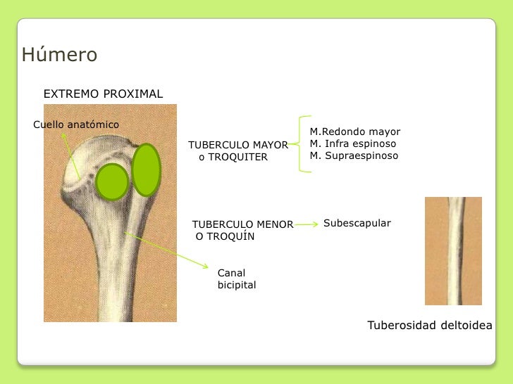 Miembro superior2011