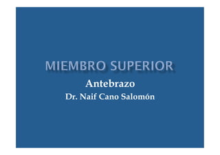 Antebrazo 
Dr. Naif Cano Salomón 
 