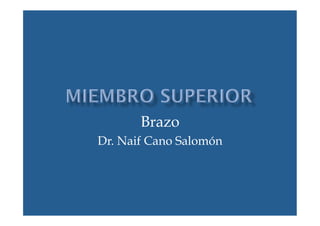 Brazo 
Dr. Naif Cano Salomón 
 