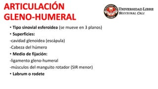 • Tipo sinovial esferoidea (se mueve en 3 planos)
• Superficies:
-cavidad glenoidea (escápula)
-Cabeza del húmero
• Medio de fijación:
-ligamento gleno-humeral
-músculos del manguito rotador (SIR menor)
• Labrum o rodete
 