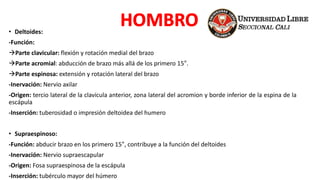 • Deltoides:
-Función:
Parte clavicular: flexión y rotación medial del brazo
Parte acromial: abducción de brazo más allá de los primero 15°.
Parte espinosa: extensión y rotación lateral del brazo
-Inervación: Nervio axilar
-Origen: tercio lateral de la clavícula anterior, zona lateral del acromion y borde inferior de la espina de la
escápula
-Inserción: tuberosidad o impresión deltoidea del humero
• Supraespinoso:
-Función: abducir brazo en los primero 15°, contribuye a la función del deltoides
-Inervación: Nervio supraescapular
-Origen: Fosa supraespinosa de la escápula
-Inserción: tubérculo mayor del húmero
 