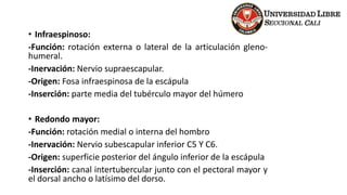• Infraespinoso:
-Función: rotación externa o lateral de la articulación gleno-
humeral.
-Inervación: Nervio supraescapular.
-Origen: Fosa infraespinosa de la escápula
-Inserción: parte media del tubérculo mayor del húmero
• Redondo mayor:
-Función: rotación medial o interna del hombro
-Inervación: Nervio subescapular inferior C5 Y C6.
-Origen: superficie posterior del ángulo inferior de la escápula
-Inserción: canal intertubercular junto con el pectoral mayor y
el dorsal ancho o latísimo del dorso.
 