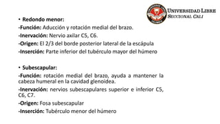 • Redondo menor:
-Función: Aducción y rotación medial del brazo.
-Inervación: Nervio axilar C5, C6.
-Origen: El 2/3 del borde posterior lateral de la escápula
-Inserción: Parte inferior del tubérculo mayor del húmero
• Subescapular:
-Función: rotación medial del brazo, ayuda a mantener la
cabeza humeral en la cavidad glenoidea.
-Inervación: nervios subescapulares superior e inferior C5,
C6, C7.
-Origen: Fosa subescapular
-Inserción: Tubérculo menor del húmero
 