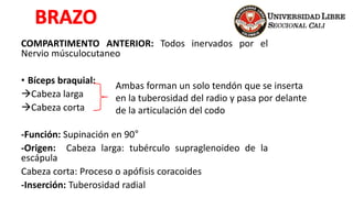 COMPARTIMENTO ANTERIOR: Todos inervados por el
Nervio músculocutaneo
• Bíceps braquial:
Cabeza larga
Cabeza corta
-Función: Supinación en 90°
-Origen: Cabeza larga: tubérculo supraglenoideo de la
escápula
Cabeza corta: Proceso o apófisis coracoides
-Inserción: Tuberosidad radial
Ambas forman un solo tendón que se inserta
en la tuberosidad del radio y pasa por delante
de la articulación del codo
 