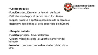 • Coracobraquial:
-Función: aducción y cierta función de flexión
-Está atravesado por el nervio músculocutáneo
-Origen: Proceso o apófisis coracoides de la escápula
-Inserción: Tercio medial de la superficie del húmero
• Braquial anterior:
-Función: principal flexor del brazo
-Origen: Mitad distal de la superficie anterior del
húmero
-Inserción: proceso coronoideo y tuberosidad de la
ulna
 