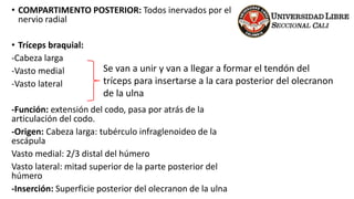 • COMPARTIMENTO POSTERIOR: Todos inervados por el
nervio radial
• Tríceps braquial:
-Cabeza larga
-Vasto medial
-Vasto lateral
-Función: extensión del codo, pasa por atrás de la
articulación del codo.
-Origen: Cabeza larga: tubérculo infraglenoideo de la
escápula
Vasto medial: 2/3 distal del húmero
Vasto lateral: mitad superior de la parte posterior del
húmero
-Inserción: Superficie posterior del olecranon de la ulna
Se van a unir y van a llegar a formar el tendón del
tríceps para insertarse a la cara posterior del olecranon
de la ulna
 