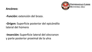Ancóneo:
-Función: extensión del brazo.
-Origen: Superficie posterior del epicóndilo
lateral del húmero
-Inserción: Superficie lateral del olecranon
y parte posterior proximal de la ulna
 