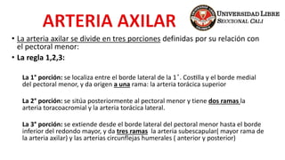 • La arteria axilar se divide en tres porciones definidas por su relación con
el pectoral menor:
• La regla 1,2,3:
La 1° porción: se localiza entre el borde lateral de la 1 ͣ. Costilla y el borde medial
del pectoral menor, y da origen a una rama: la arteria torácica superior
La 2° porción: se sitúa posteriormente al pectoral menor y tiene dos ramas la
arteria toracoacromial y la arteria torácica lateral.
La 3° porción: se extiende desde el borde lateral del pectoral menor hasta el borde
inferior del redondo mayor, y da tres ramas la arteria subescapular( mayor rama de
la arteria axilar) y las arterias circunflejas humerales ( anterior y posterior)
 