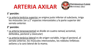 1° porción:
• La arteria torácica superior se origina justo inferior al subclavio, irriga
los músculos 1er y 2° espacios intercostales y la parte superior del
serrato anterior.
2° porción:
• La arteria toracoacromial se divide en cuatro ramas( acromial,
deltoidea, pectoral y clavicular)
• La arteria torácica lateral es de origen variable, irriga el pectoral, al
serrato anterior, los músculos intercostales, los nódulos linfáticos
axilares y la cara lateral de la mama.
 