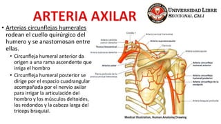 • Arterias circunflejas humerales
rodean el cuello quirúrgico del
humero y se anastomosan entre
ellas.
• Circunfleja humeral anterior da
origen a una rama ascendente que
irriga el hombro
• Circunfleja humeral posterior se
dirige por el espacio cuadrangular
acompañada por el nervio axilar
para irrigar la articulación del
hombro y los músculos deltoides,
los redondos y la cabeza larga del
tríceps braquial.
Medical Illustration, Human Anatomy Drawing
 