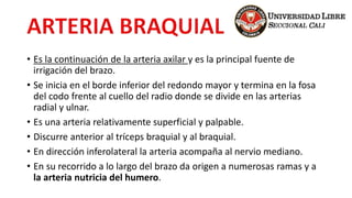 • Es la continuación de la arteria axilar y es la principal fuente de
irrigación del brazo.
• Se inicia en el borde inferior del redondo mayor y termina en la fosa
del codo frente al cuello del radio donde se divide en las arterias
radial y ulnar.
• Es una arteria relativamente superficial y palpable.
• Discurre anterior al tríceps braquial y al braquial.
• En dirección inferolateral la arteria acompaña al nervio mediano.
• En su recorrido a lo largo del brazo da origen a numerosas ramas y a
la arteria nutricia del humero.
 