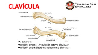 2 curvaturas
Extremo esternal (Articulación esterno-clavicular)
Extremo acromial (articulación acromio-clavicular)
 