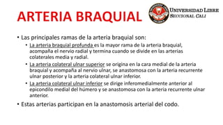 • Las principales ramas de la arteria braquial son:
• La arteria braquial profunda es la mayor rama de la arteria braquial,
acompaña el nervio radial y termina cuando se divide en las arterias
colaterales media y radial.
• La arteria colateral ulnar superior se origina en la cara medial de la arteria
braquial y acompaña al nervio ulnar, se anastomosa con la arteria recurrente
ulnar posterior y la arteria colateral ulnar inferior.
• La arteria colateral ulnar inferior se dirige inferomedialmente anterior al
epicondilo medial del húmero y se anastomosa con la arteria recurrente ulnar
anterior.
• Estas arterias participan en la anastomosis arterial del codo.
 
