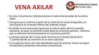 • Se sitúa inicialmente ( distalmente) en el lado anteromedial de la arteria
axilar.
• Esta gran vena se forma a partir de la unión de las venas braquiales y la
vena basílica en el borde inferior del redondo mayor.
• Se divide en tres porciones igual que la arteria axilar pero en sentido
contrario, así pues su extremo inicial distal es la tercera porción , mientras
que su extremo terminal proximal es la primera porción.
• La primer porción de la vena axilar termina en el borde lateral de la
1 ͣ.costilla donde se convierte en la vena subclavia.
• En la axila las venas son más abundantes que las arterias, tienen una gran
variabilidad y presentan frecuentes anastomosis.
 