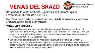 • Dos grupos de venas del brazo, superficiales y profundas que se
anastomosan libremente entre ellas.
• Las venas superficiales se encuentran en el tejido subcutáneo y las venas
profundas acompañan a las arterias.
• VENAS SUPERFICIALES
• Vena cefálica asciende por el tejido subcutáneo desde la cara lateral de la red
venosa dorsal de la mano, se comunica con la vena mediana del codo que a su vez
se une con la vena basílica. En su trayecto ascendente la vena cefálica pasa entre
los músculos deltoides y pectoral mayor.
• Vena basílica parte de extremo medial de la red venosa dorsal de la mano y
asciende por el tejido subcutáneo del lado medial de antebrazo y parte inferior del
brazo y discurre en dirección superior paralela a la arteria braquial hasta llegar a la
axila donde se fusiona y forma la vena axilar.
 