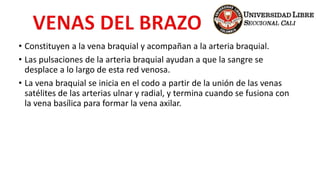 • Constituyen a la vena braquial y acompañan a la arteria braquial.
• Las pulsaciones de la arteria braquial ayudan a que la sangre se
desplace a lo largo de esta red venosa.
• La vena braquial se inicia en el codo a partir de la unión de las venas
satélites de las arterias ulnar y radial, y termina cuando se fusiona con
la vena basílica para formar la vena axilar.
 