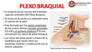 • La mayoría de los nervios del miembro
superior proceden del Plexo Braquial.
• Se inicia en el cuello y se extiende hacia
el interior de la axila.
• Esta formado por los ramos anteriores
de los cuatro últimos nervios cervicales
(C5-C8) y el primero torácico (T1) que
constituyen las raíces de plexo braquial.
• Las raíces del plexo pasan a través de la
hendidura que existe entre los
escalenos anterior y medio junto con la
arteria subclavia
C5
C6
C7
C8
T1
Medical Illustration, Human Anatomy Drawing
 