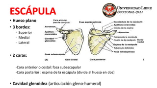 • Hueso plano
• 3 bordes:
- Superior
- Medial
- Lateral
• 2 caras:
-Cara anterior o costal: fosa subescapular
-Cara posterior : espina de la escápula (divide al hueso en dos)
• Cavidad glenoidea (articulación gleno-humeral)
 